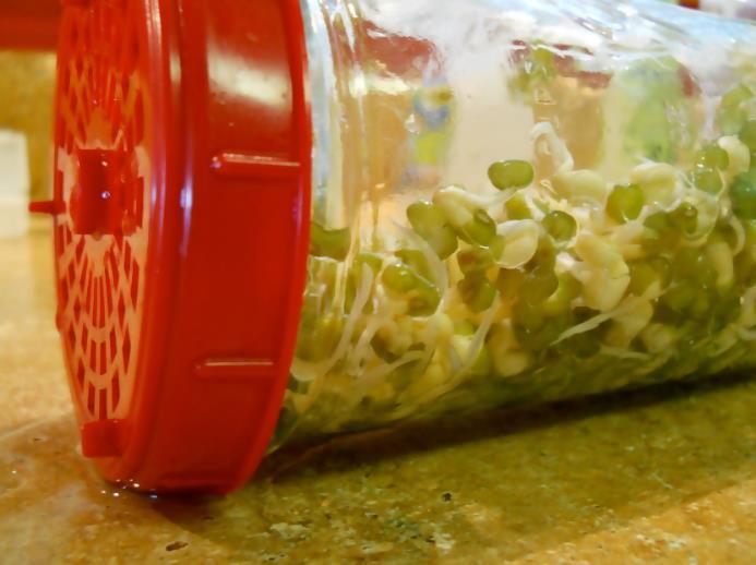 Typical sprouting jar Microgreens Microgreens on the other hand are - photo 6
