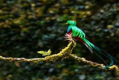 Costa Rica is traversed from Nicaragua to Panama by several volcanic mountain - photo 3