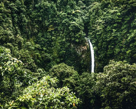 Costa Rica is home to the greatest density of species in the world The small - photo 5