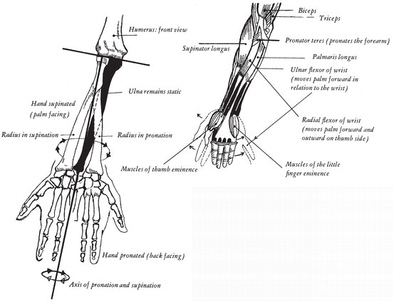 It should be remembered that the main muscles for flexing and extending the - photo 7