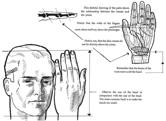 This skeletal drawing of the palm shows the relationship between the creases - photo 8