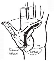 Diagram showing extent of thumb movement Characteristic changes of axial - photo 5