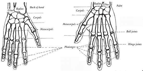 Diagram showing extent of thumb movement Characteristic changes of axial - photo 4