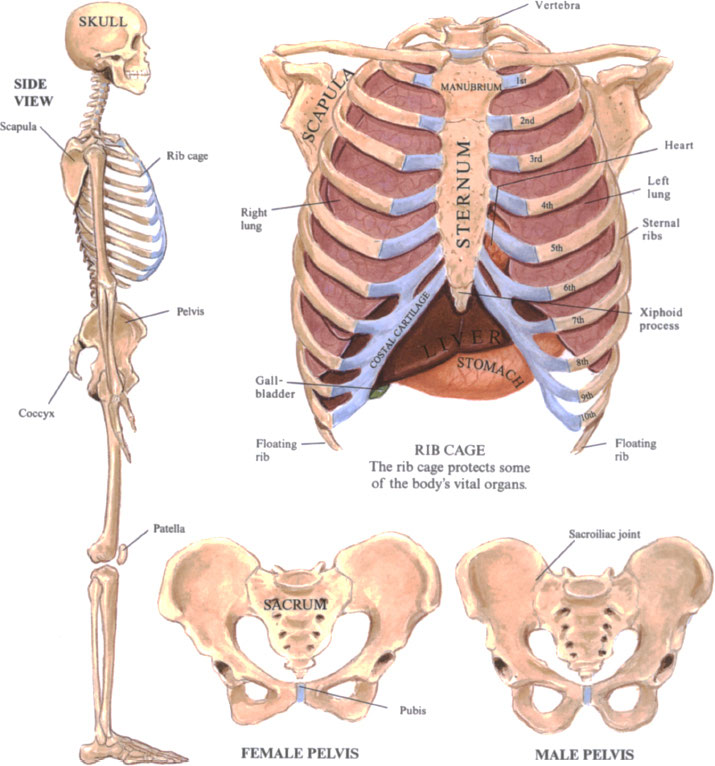 Inside bones red and white blood cells and platelets are manufactured and - photo 4