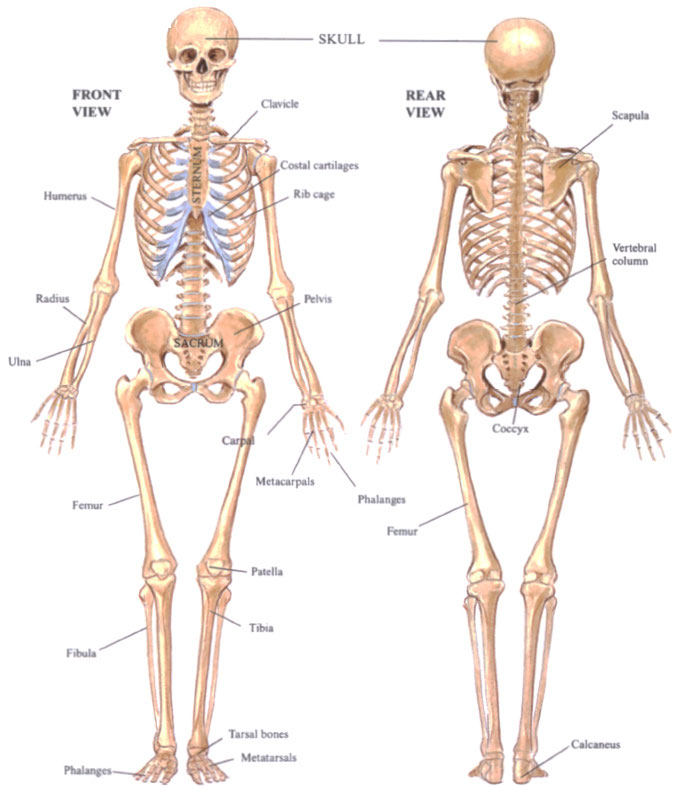 The 206 bones in the skeleton form the framework of the body accounting for - photo 3