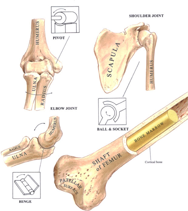 There are three kinds of bonelong eg thigh and arm flat the shoulders - photo 5