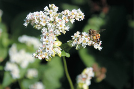 Dale Strickler - The Complete Guide to Restoring Your Soil: Improve Water Retention and Infiltration; Support Microorganisms and Other Soil Life; Capture More ... Cover Crops, and Carbon-Based Soil Amendments