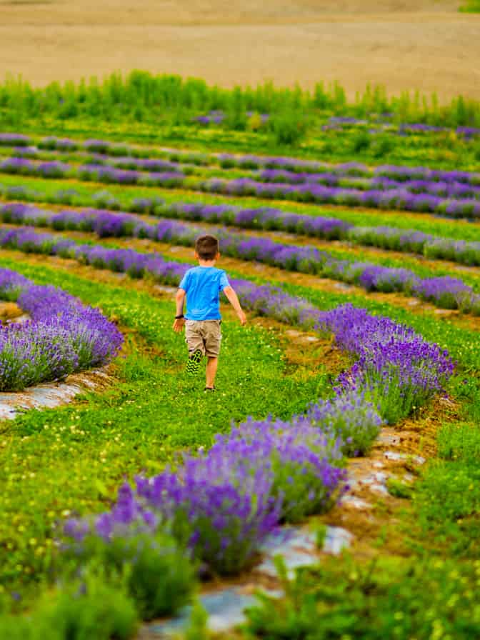 MANORS AND GARDENS The Domaine Joly-de Lotbinire features some of the most - photo 10