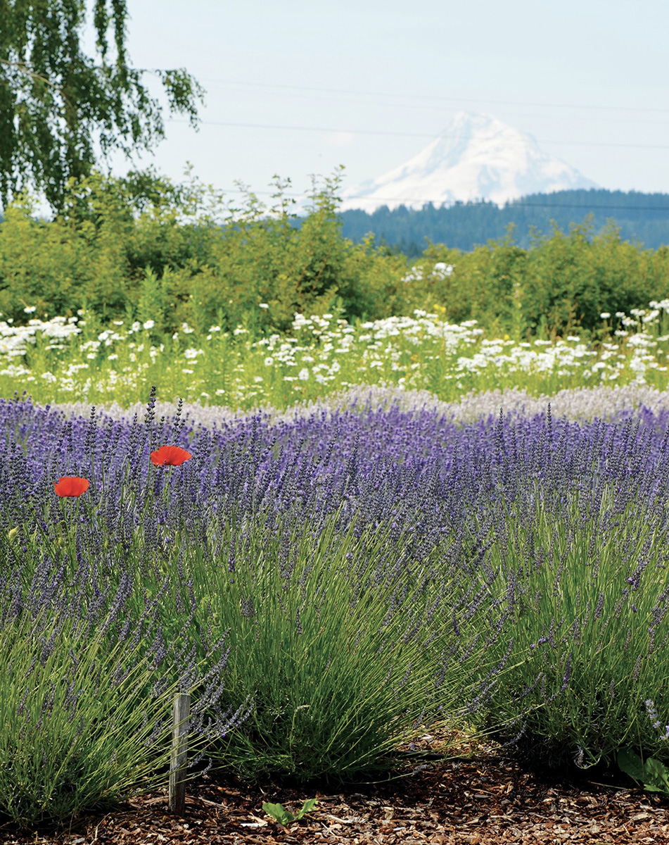 the OREGON FARM TABLE COOKBOOK 101 Homegrown Recipes from the Pacific - photo 2