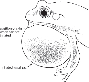 Vocal sac of the male frog Diversity of male nuptial pads right dorsal A - photo 2