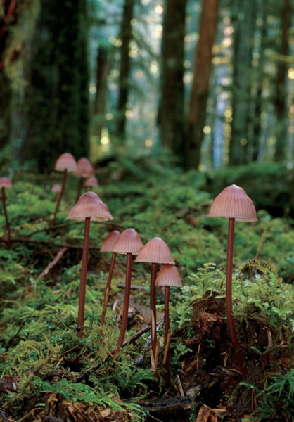 MUSHROOMS of the PACIFIC NORTHWEST Steve Trudell Joe Ammirati - photo 2