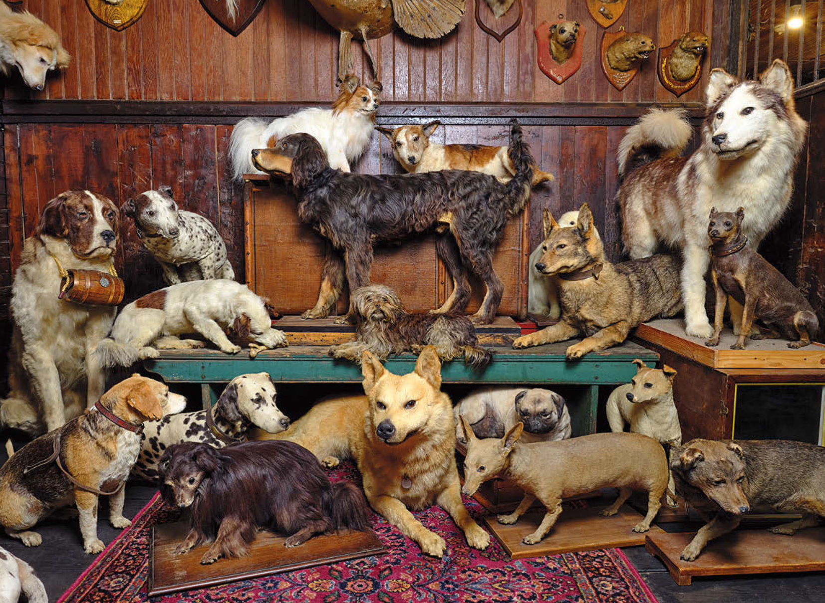 INTRODUCTION As a lifelong enthusiast of natural history taxidermy has always - photo 8