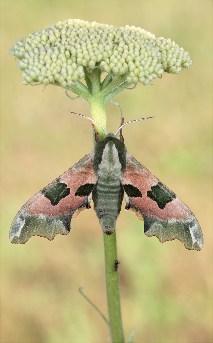 Lime Hawk-moth is particularly associated with urban areas One summer my eyes - photo 3