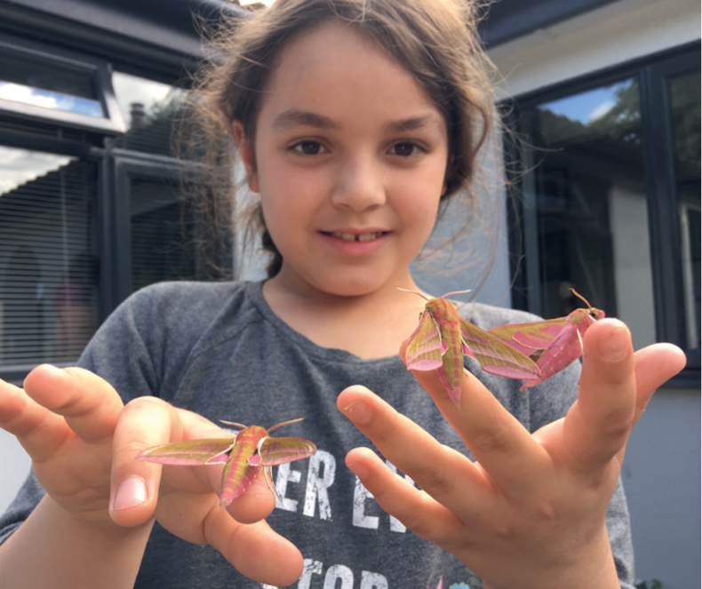 Moths such as these Elephant Hawk-moths are perfect for engaging children with - photo 5