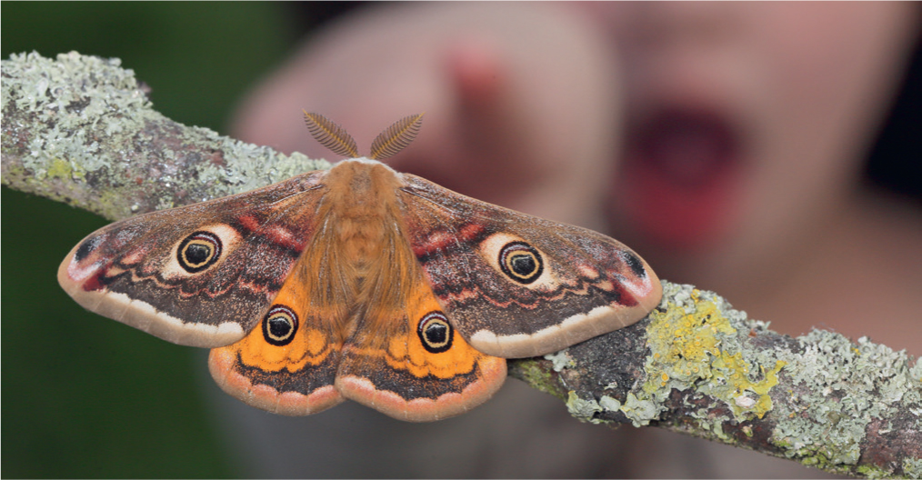 The spectacular Emperor Moth is a spring garden highlight While it is - photo 6