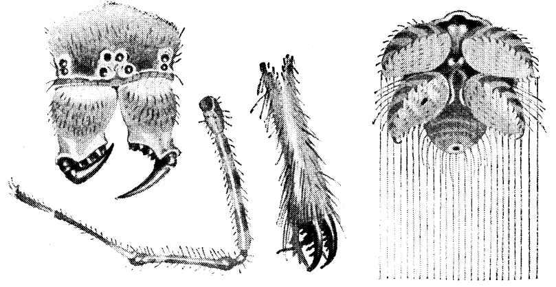 HEAD LEG CLAW AND SPINNERETS OF A SPIDER MUCH MAGNIFIED We turned her on - photo 2