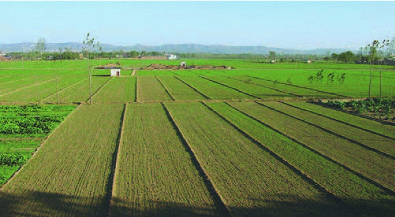 View of distant for the excavation scene at Erlitou site Born in Suzhou and - photo 4