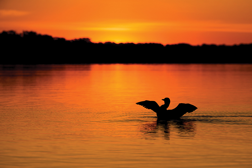 Our wonderful loons As a professional naturalist and wildlife photographer I - photo 4