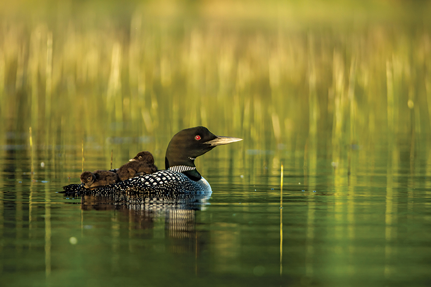 Fascinating loons The striking black-and-white breeding plumage and deep red - photo 5