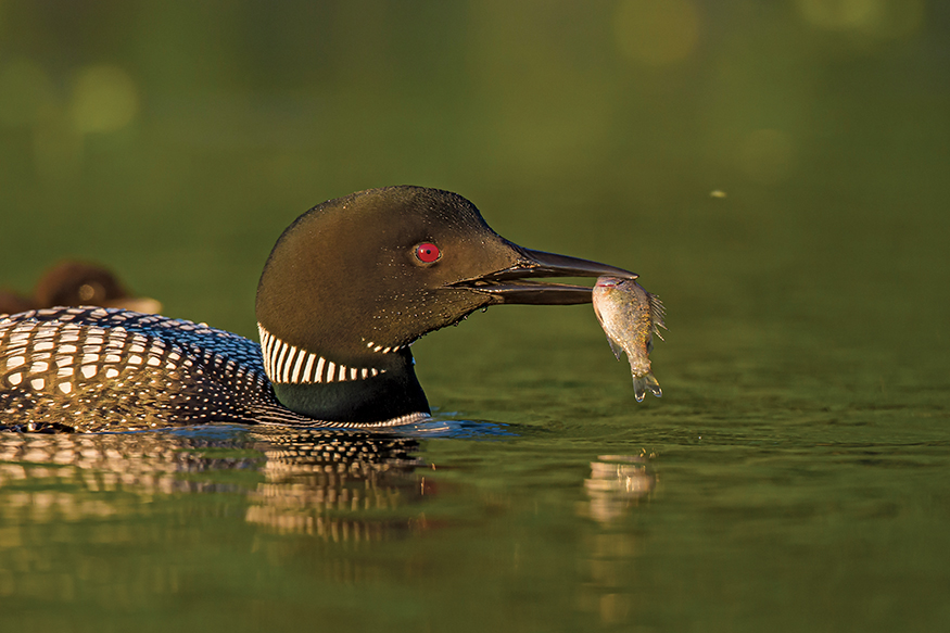 Myths of the creation Several native cultures tell stories of how the loon was - photo 6