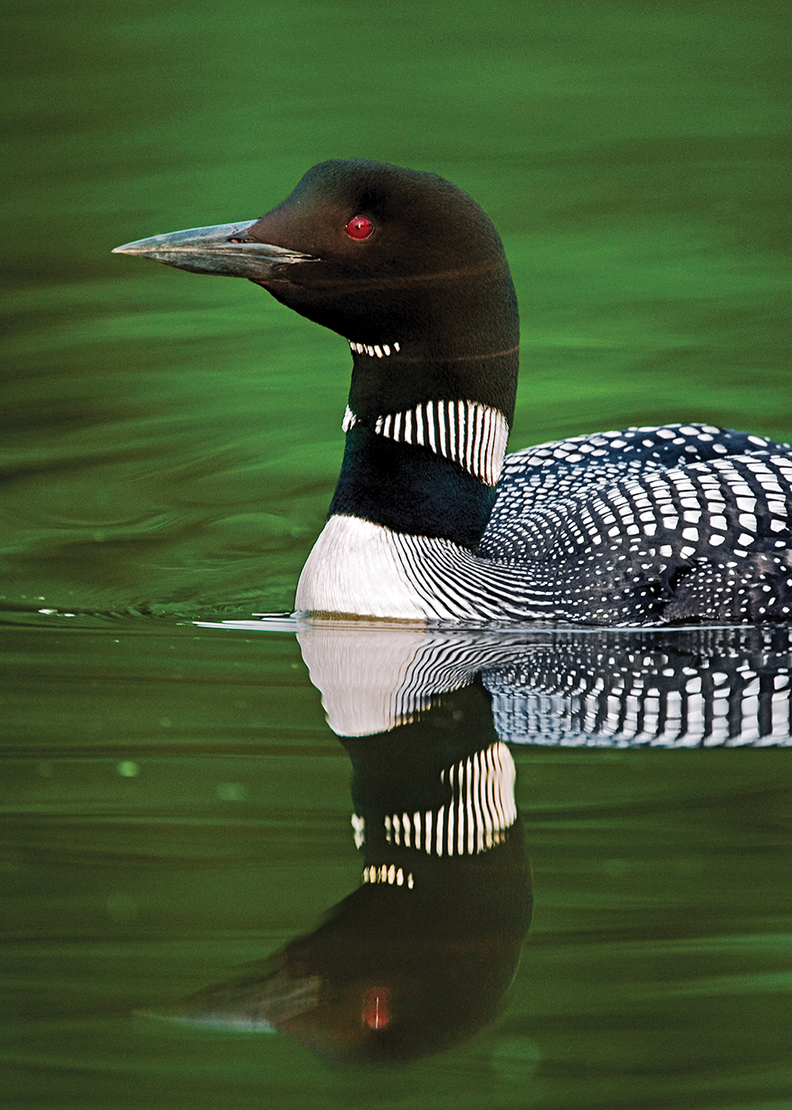 Folklore of the necklace Loons have played a part in the lives of native - photo 7