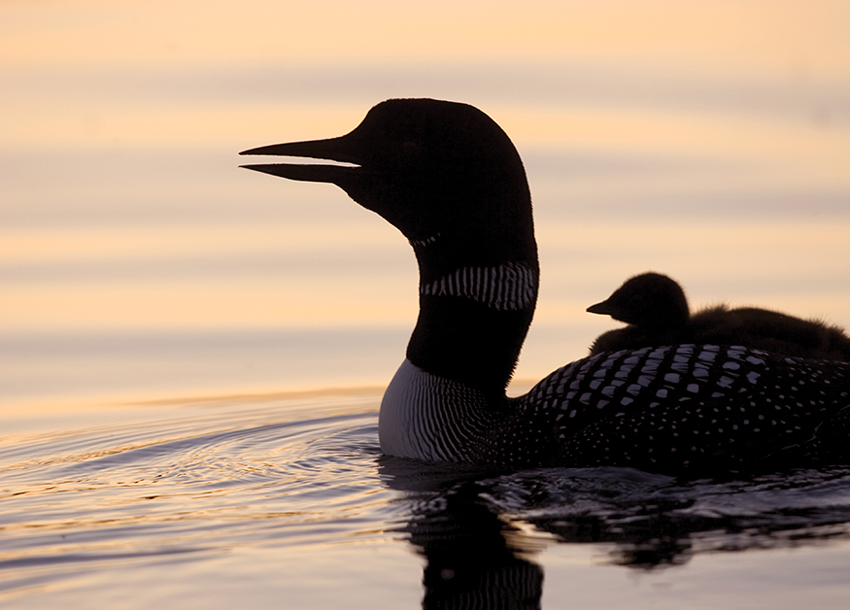 The lore of the call A story about the loons call comes from Micmac Indian - photo 8