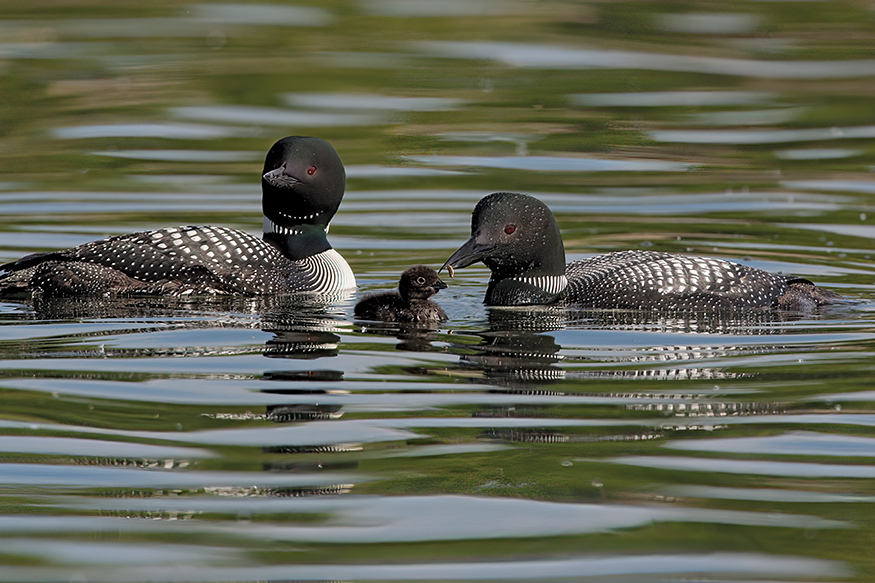 The five species of loons Loons are in their own order the Gaviiformes The - photo 9