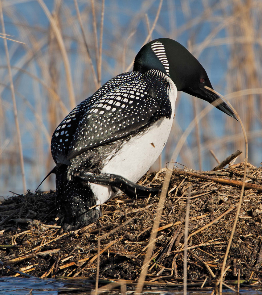 Origins of the common name The common name Loon is thought to have originated - photo 11