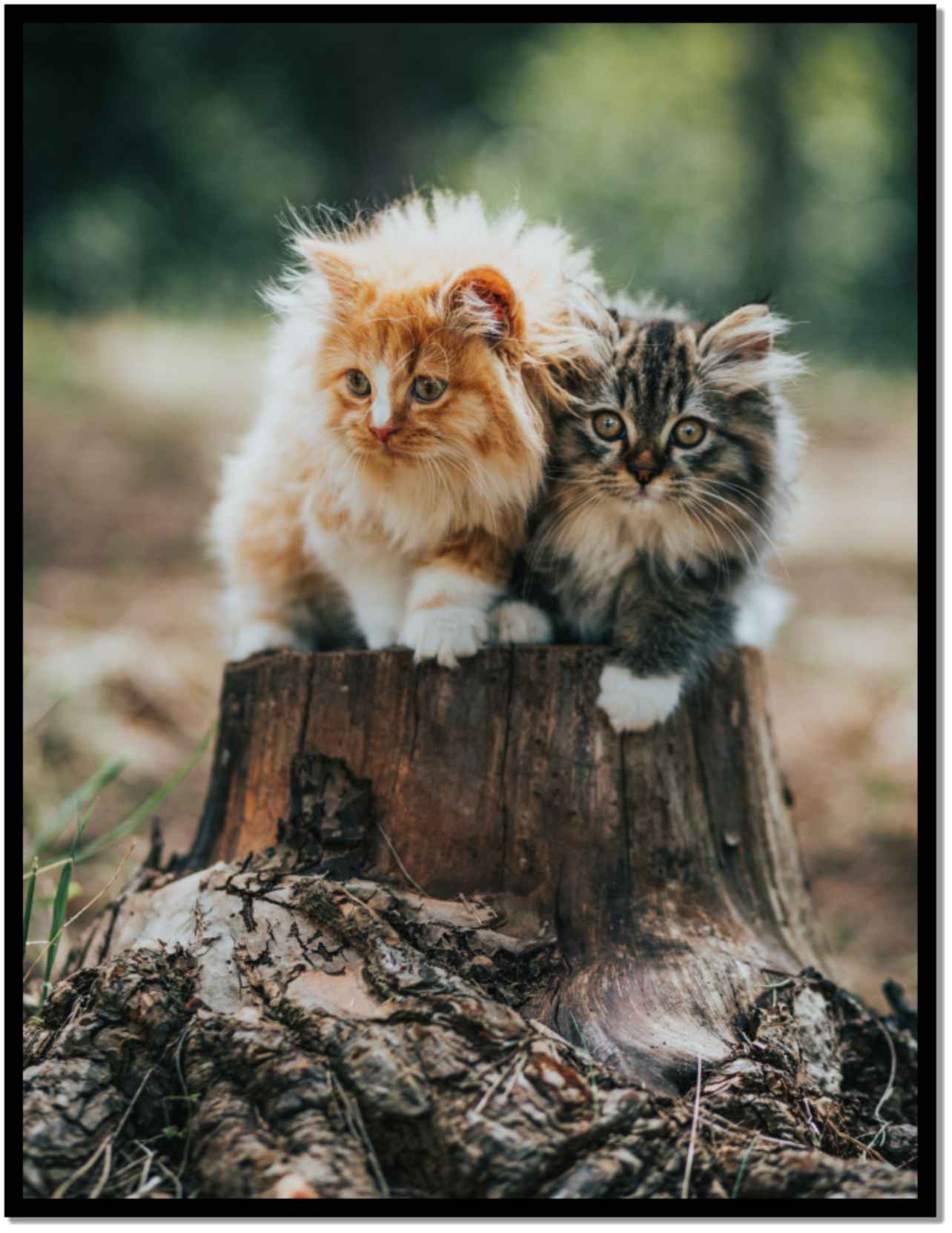 Picture Book Of Cats A Great Gift 75 high quality animal images Large Size 825x11 - photo 16