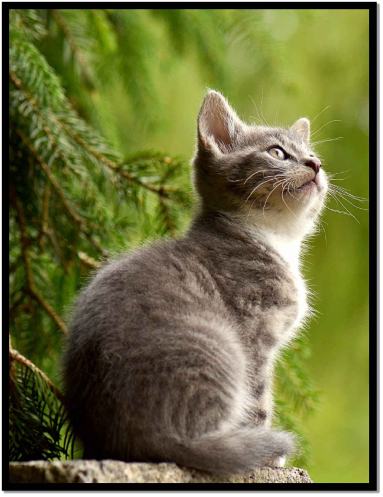 Picture Book Of Cats A Great Gift 75 high quality animal images Large Size 825x11 - photo 43