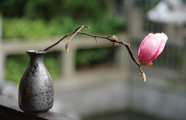 Fig 10 The magnolia has a profound message in Chinese culture Arranged in a - photo 10