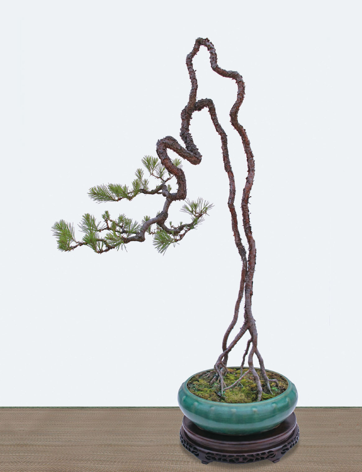 Fig 5 Winding like a Stream Species Chinese red pine Pinus massoniana - photo 5