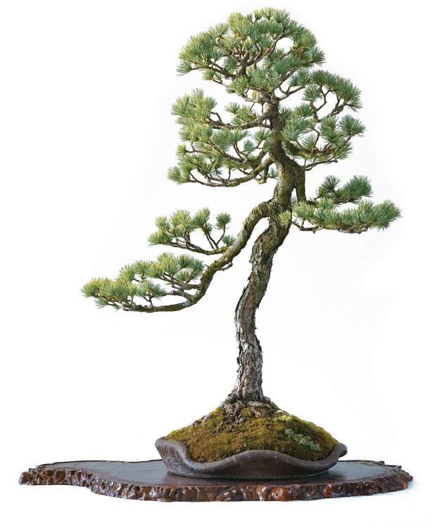 Fig 8 Dancer Species Five-needle pine Pinus parviflora Height 65 cm - photo 9