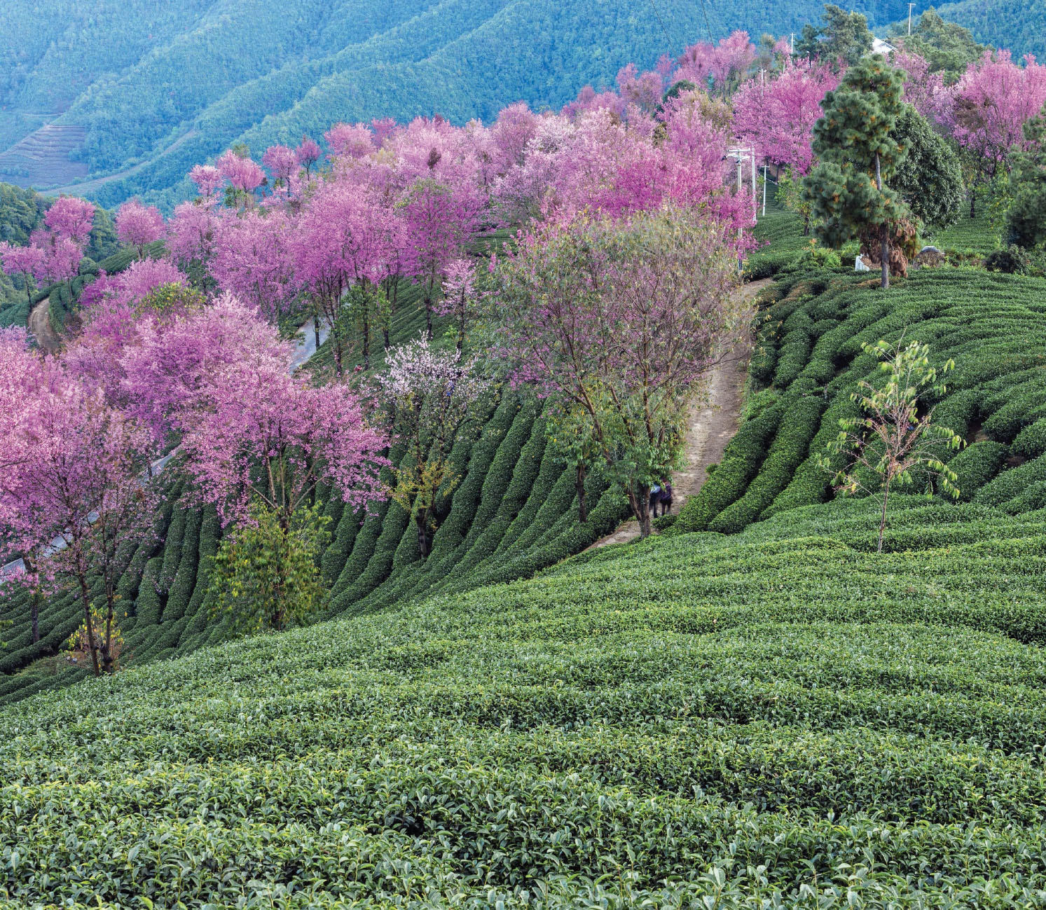 Fig 4 Tea plantations T he Classic of Tea compiled 1200 years ago in the - photo 8