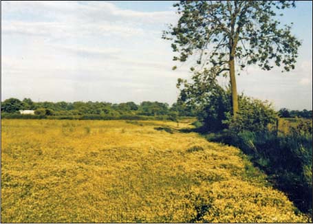 Looking through the gate to the first field The land is fertile in nature - photo 5