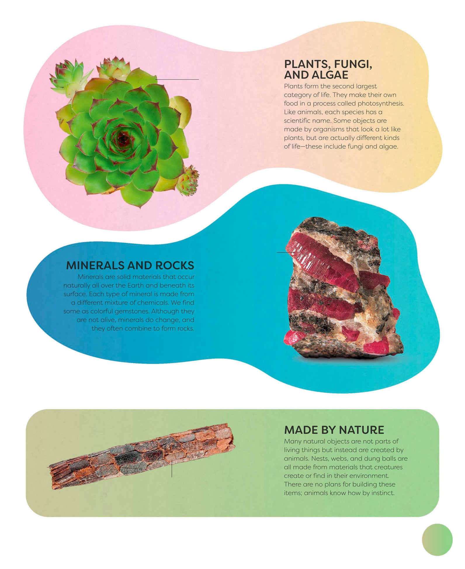 PLANTS FUNGI AND ALG AE Plants fo rm the second larg est category of li fe - photo 9