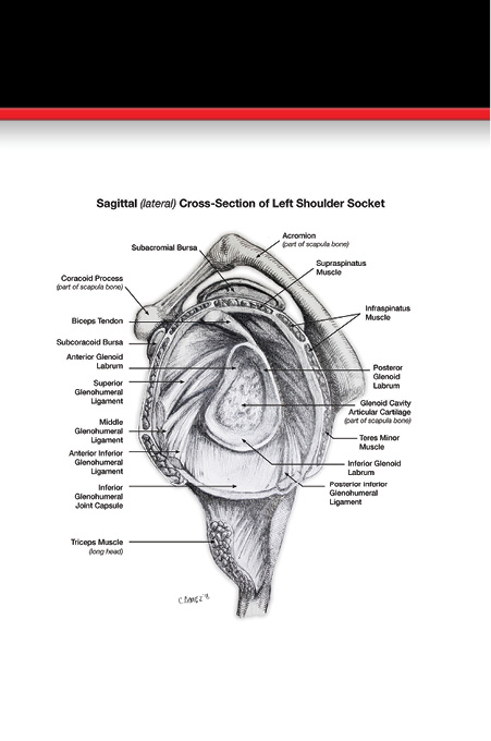 Shoulder Health Postoperative and Preventive Orthopedic Programs - photo 23