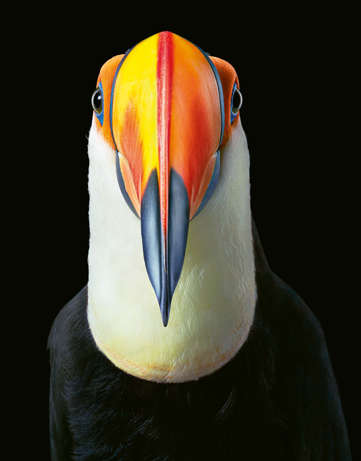 TIM FLACH Text by Richard O Prum Abrams New York BIRDS in association with - photo 7