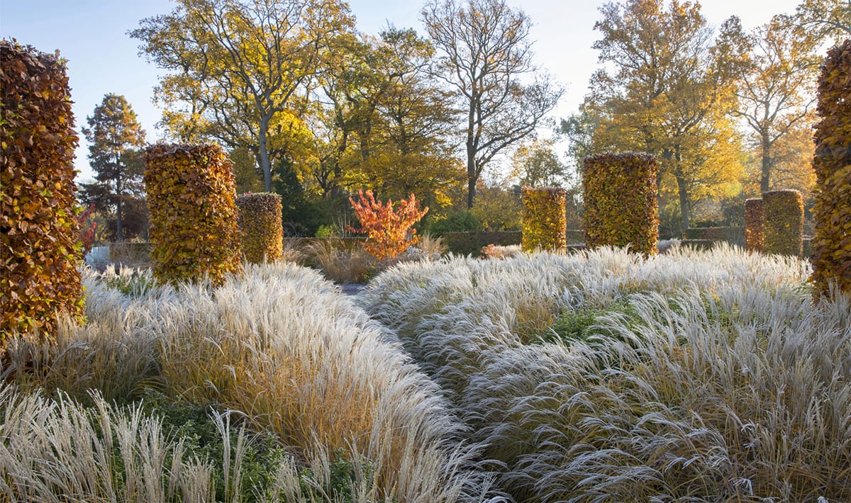 Tom Stuart-Smith used clipped beech drifts of Miscanthus sinensis Starlight - photo 10