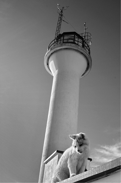 Woodycat the lighthouse cat joined the family as a kitten in Winlaw BC and - photo 3