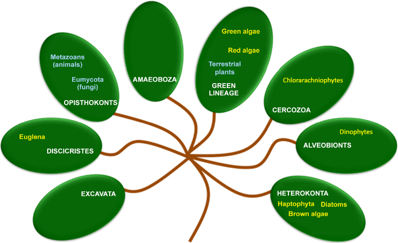 Biology and Ecology of Microalgae 11 Biological characteristics 111 - photo 4