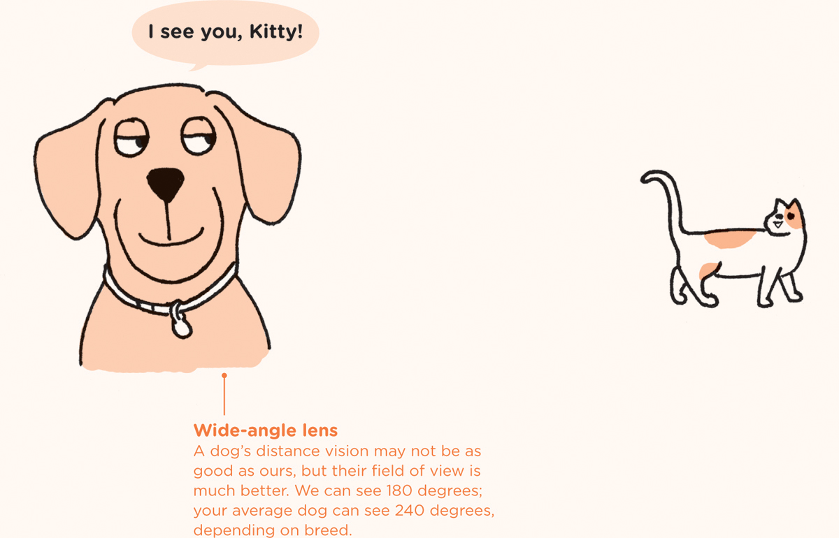 A third eyelid Dogs have a third eyelid called the nictitating membrane which - photo 14