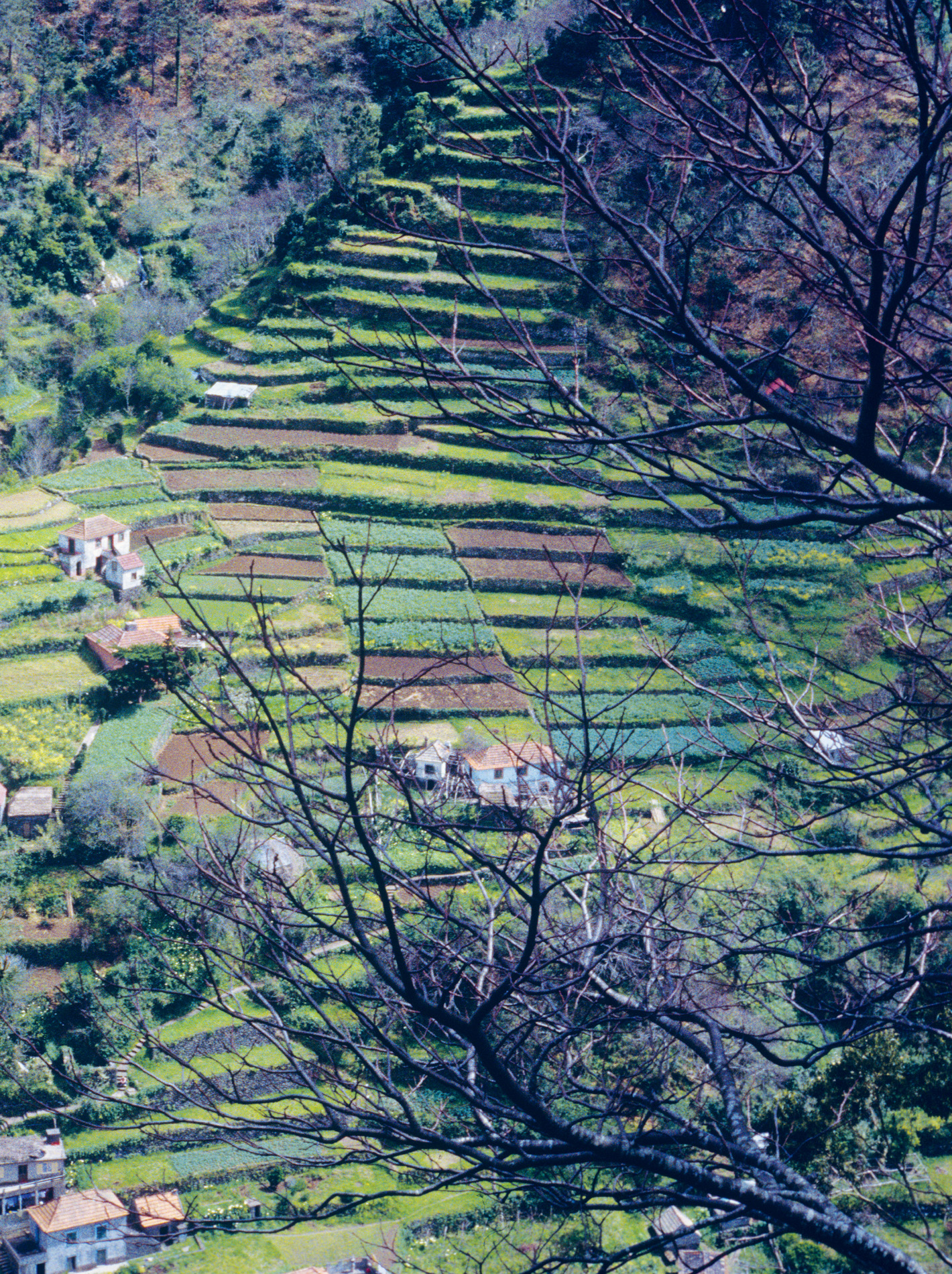 Vegetable terraces in Madeira A greengrocer on the lake in Kashmir A - photo 3