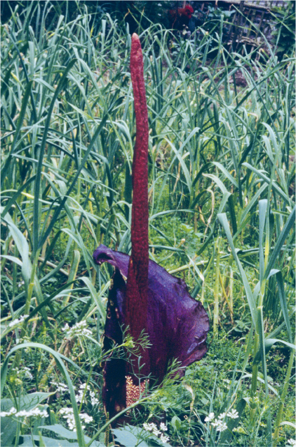 A giant aroid Amorphophallus in a garden on Mount Omei Cucurbitaceae - photo 5