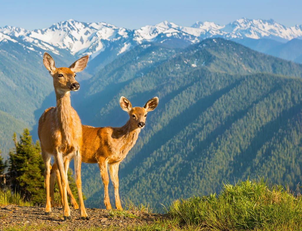 Washington KEN CANNINGGETTY IMAGES THE PACIFIC NORTHWEST HIGHLIGHTS - photo 4