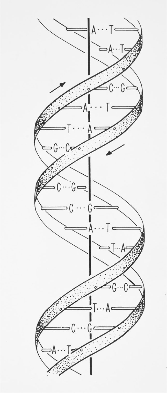 Schematic illustration of the double helix The two sugarphosphate backbones - photo 9