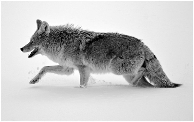 In Yellowstones Lamar Valley a coyote trots through winters snow COPYRIGHT - photo 2