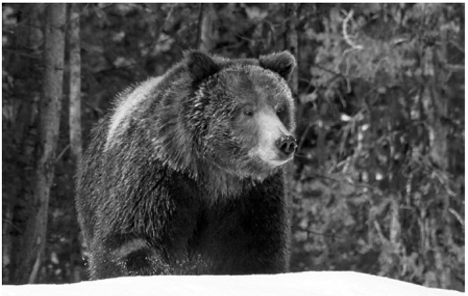 Near the Grand Canyon of the Yellowstone River a grizzly searches for a meal - photo 3