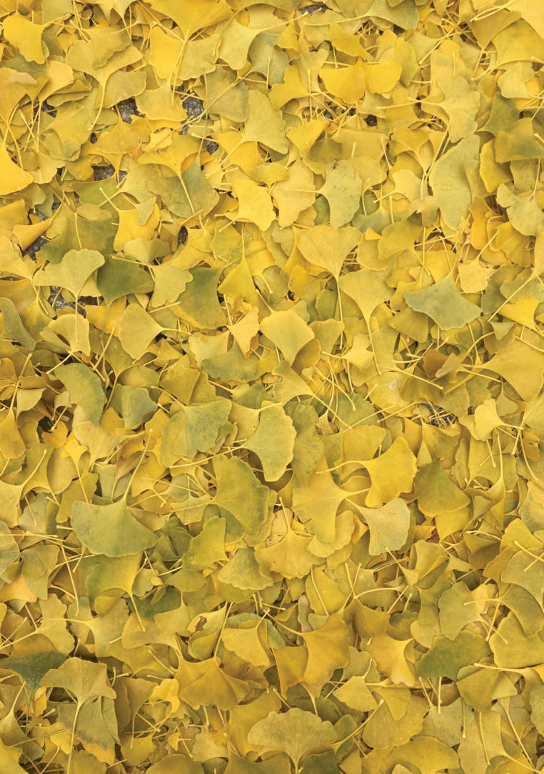 FIGURE 11 page 2 Gingko Leaves Fall Kansas City Photo by Samantha - photo 4