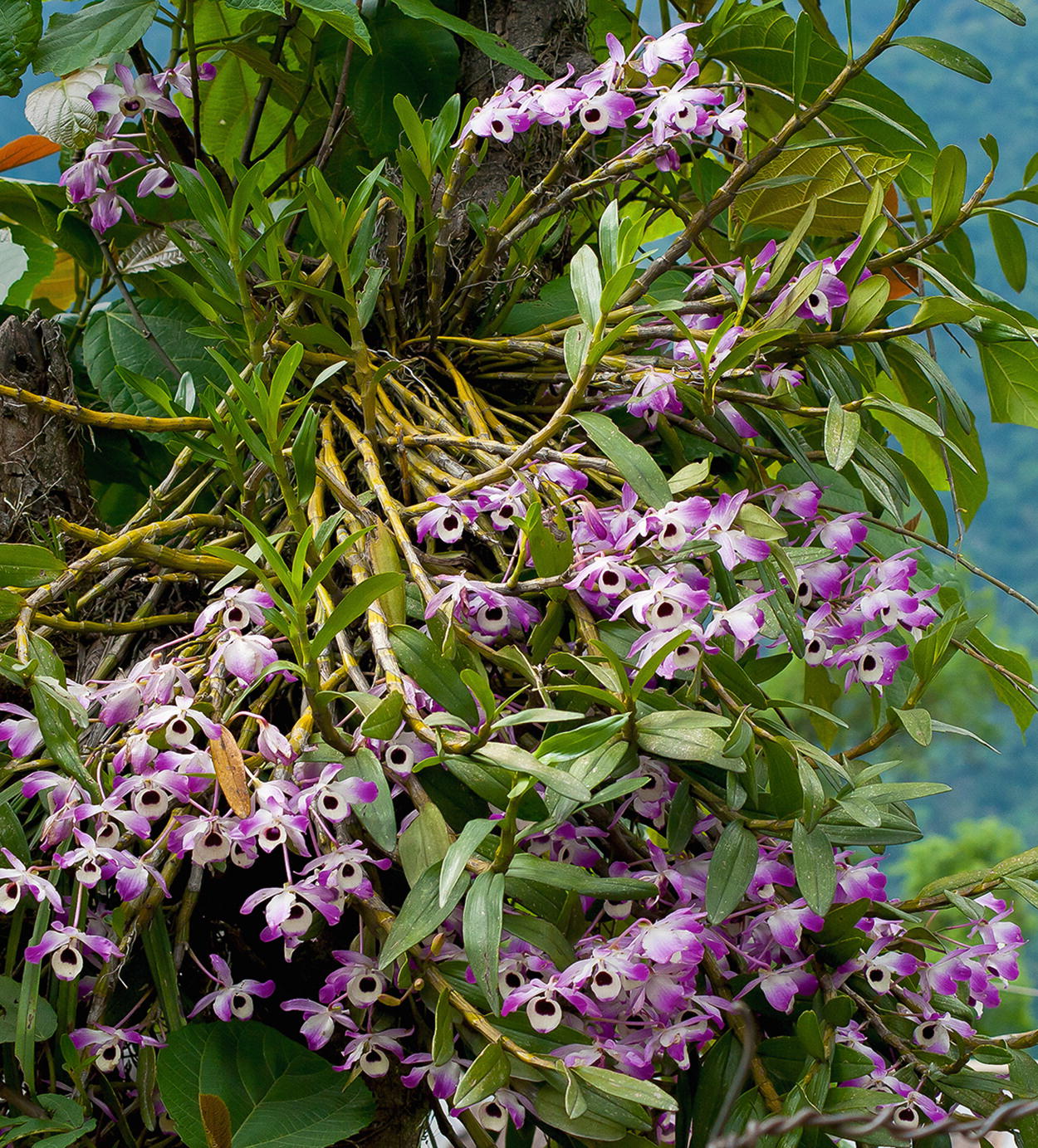 Dendrobium nobile flowering in April on a tree in Sikkim India Pseudobulbs of - photo 3